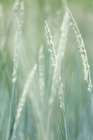Alaska-Tongass National Forest Abstract of beach rye grass  - by Jaynes Gallery | Danita Delimont Photos | Jaynes Gallery